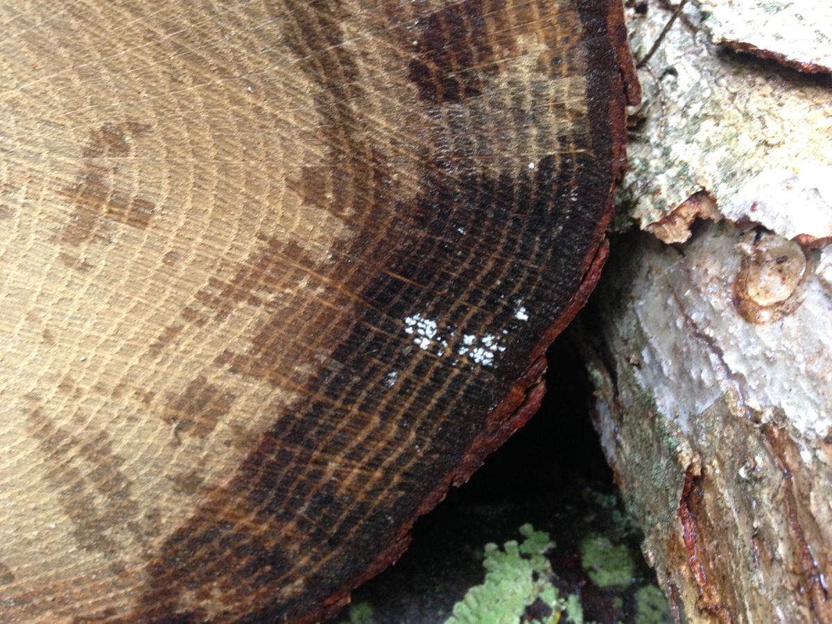 First visible spots of Shiitake mycelium