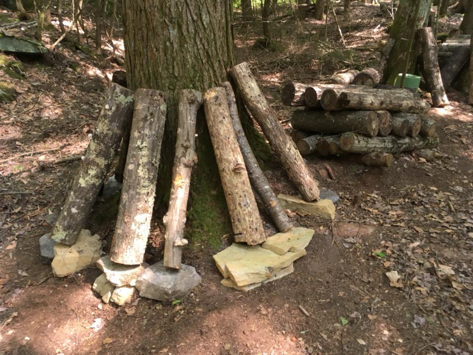 standing logs on rocks